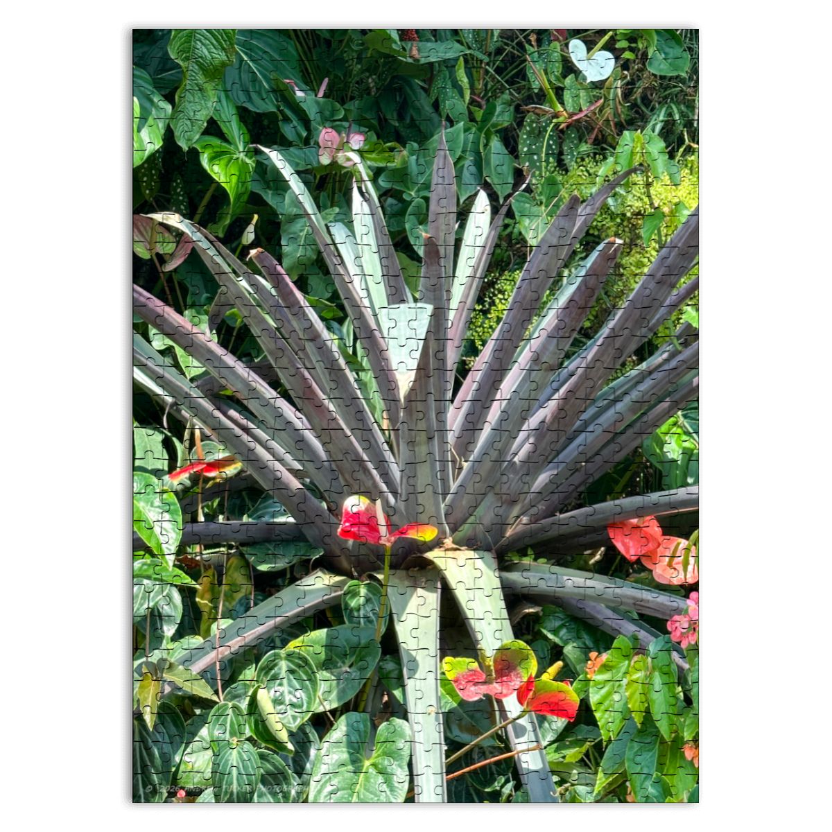 Agave Plant Wooden Jigsaw Puzzle 500 pcs (Vertical)