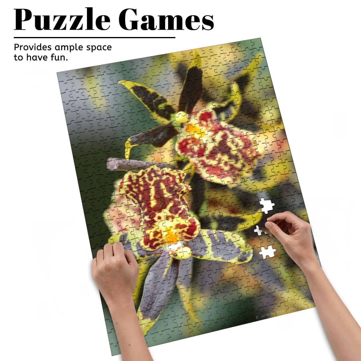 Orchid, Singapore, 2025; Wooden Jigsaw Puzzles 500 pcs (Vertical)