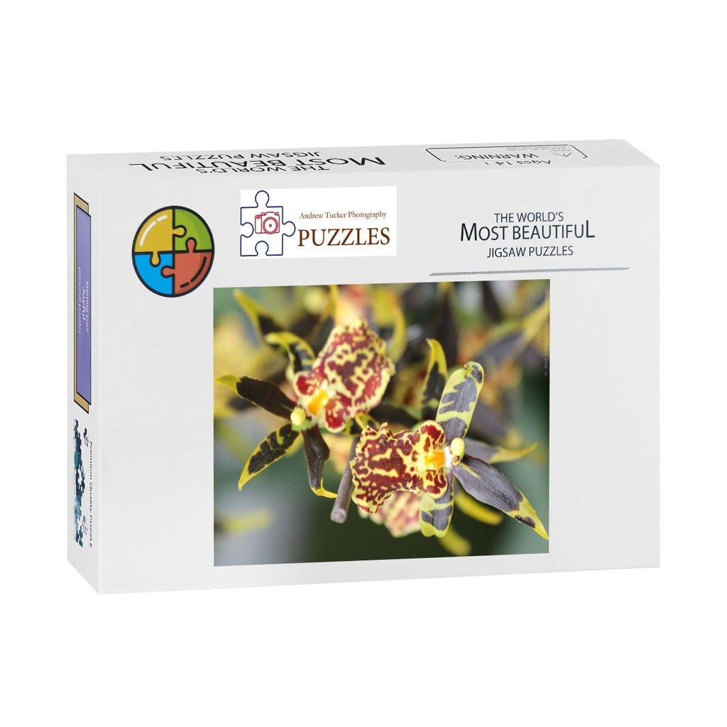 Orchid, Singapore, 2025; Wooden Jigsaw Puzzles 500 pcs (Vertical)