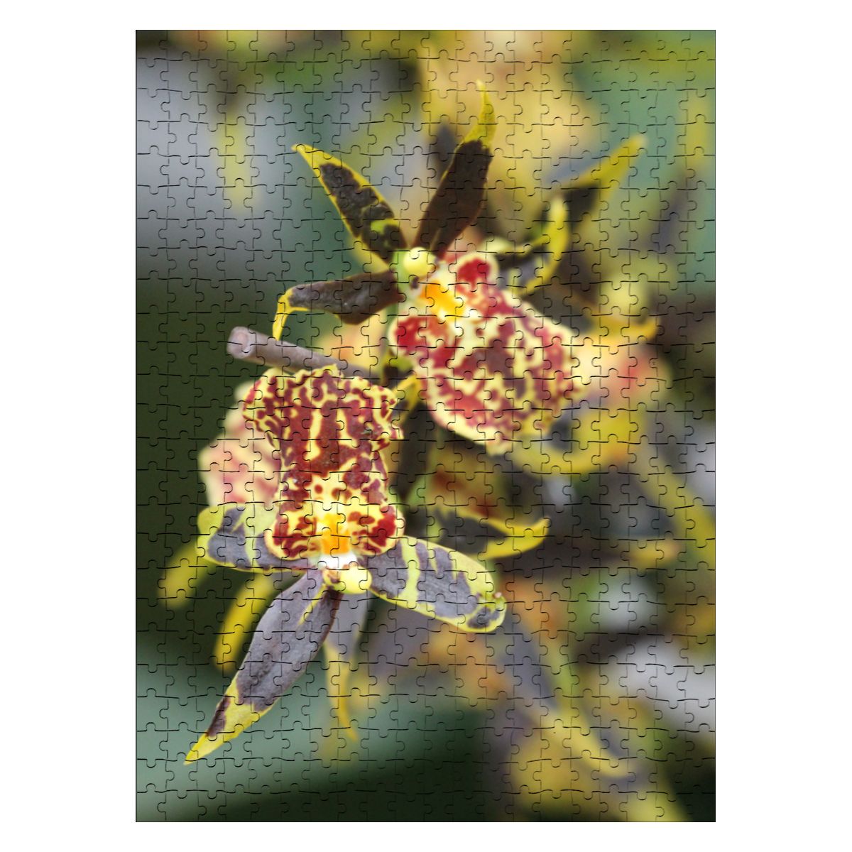 Orchid, Singapore, 2025: Wooden Jigsaw Puzzles 500 pcs (Vertical) IMG4476