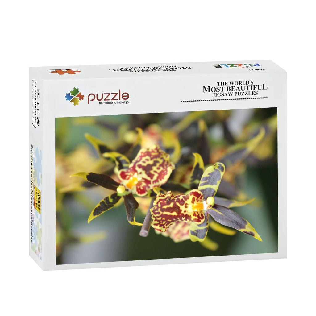 Orchid, Singapore, 2025: Wooden Jigsaw Puzzles 500 pcs (Vertical) IMG4476