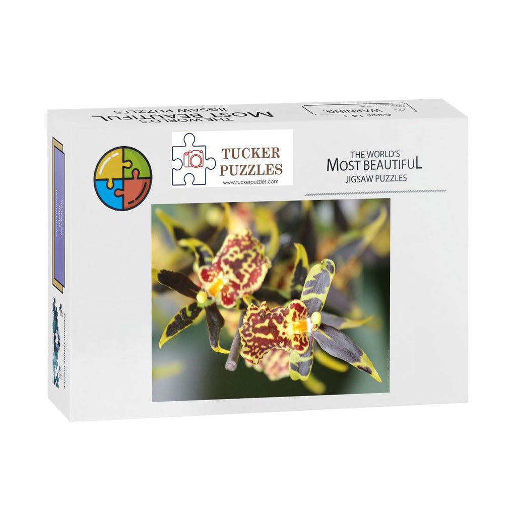 Orchid, Singapore; Wooden Jigsaw Puzzle 500 pcs (Vertical)