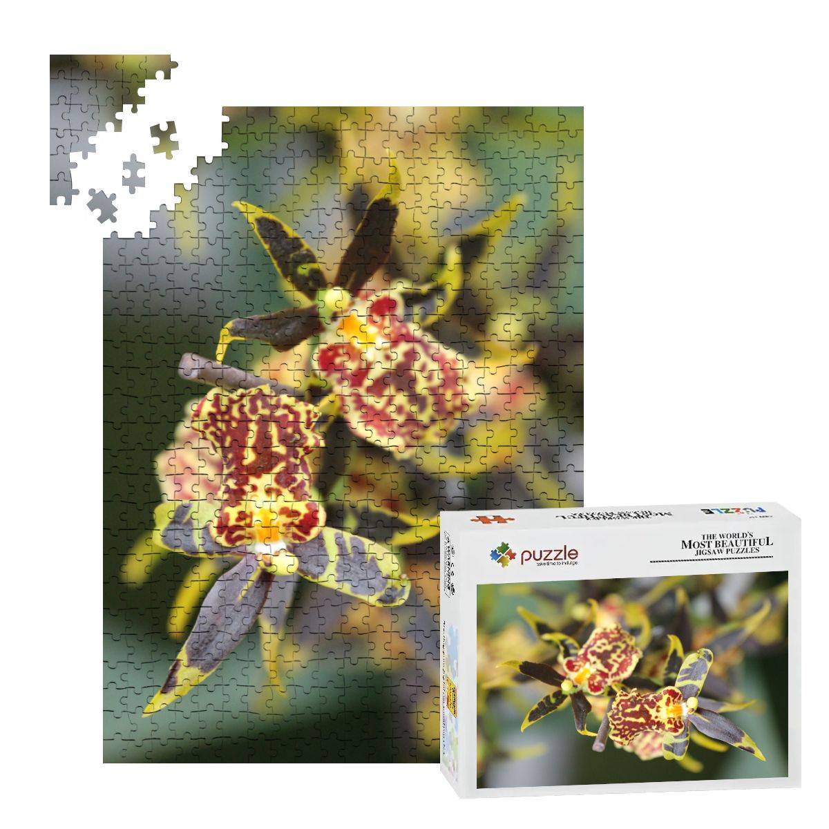 Orchid, Singapore, 2025: Wooden Jigsaw Puzzles 500 pcs (Vertical) IMG4476