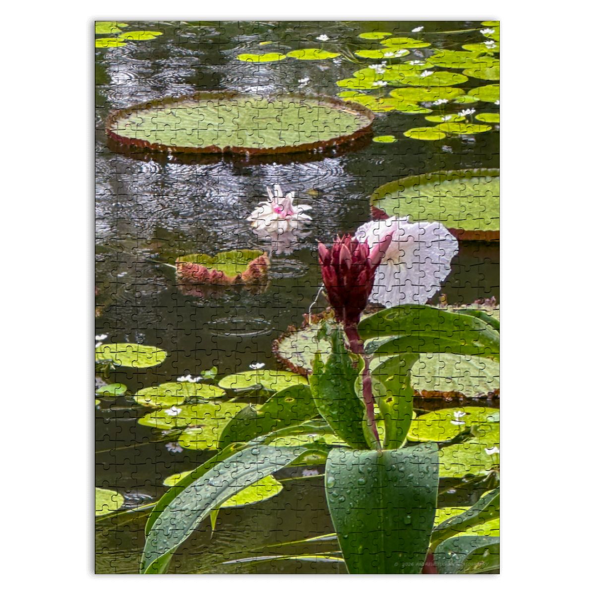 Lily Pond, Singapore; Wooden Jigsaw Puzzles 500 pcs (Vertical)