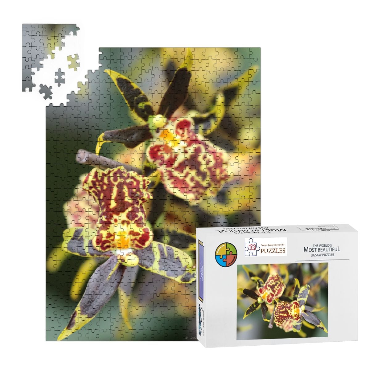 Orchid, Singapore, 2025; Wooden Jigsaw Puzzles 500 pcs (Vertical)