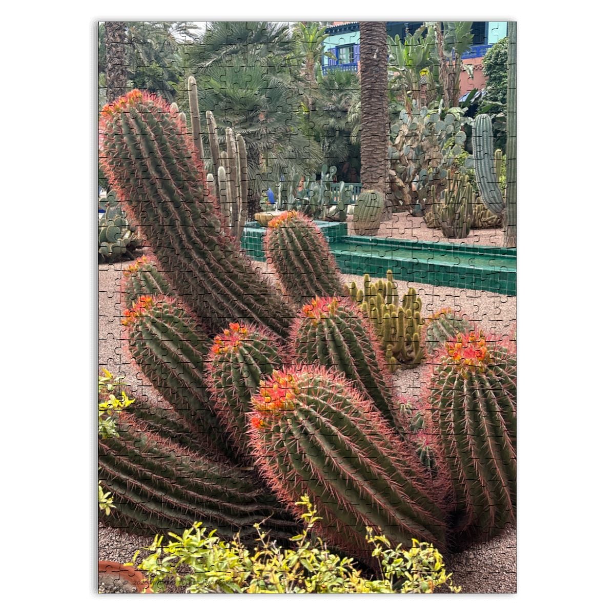 Sonoran Desert Cacti Garden,  Morocco, 2026; Wooden Jigsaw Puzzles 500 pcs (Vertical) Firefly (1) Cacti Morocco1